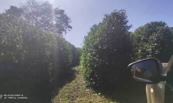 Imagem 7: Sítio de Café Chácara com venda por R$5.500.000