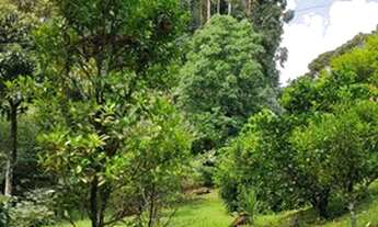 Imagem 6: Sitio com Riacho e uma Casa simples em Canela na Localidade da Linha São Paulo