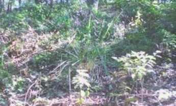 Imagem 3: Terreno/ sítio, Santa Rita nova Iguaçu, 9680mt°, 230 mil, ac of