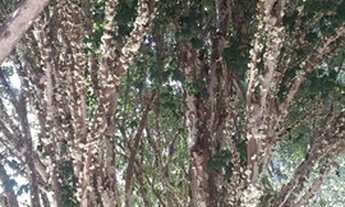 Imagem 7: Fazenda/sítios/chácaras à venda em Esmeraldas