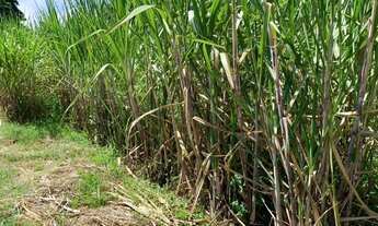 Imagem 5: Fazenda/Sítio/Chácara para venda possui 500000 metros quadrados com 4 quartos