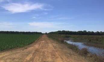 Imagem 4: Projeto Irrigado, 560 Hectares em Lagoa da Confusão/TO