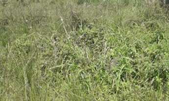 Imagem 4: Terreno a Venda no Monte Líbano, Tingui, Campo Grande, RJ