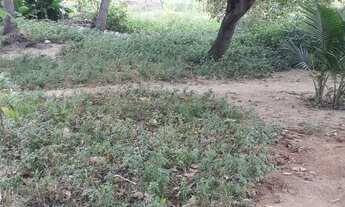 Imagem 4: Vendo terreno no bom jardim no valor de R$6.000