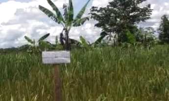 Imagem 2: Terreno no quilômetro 13