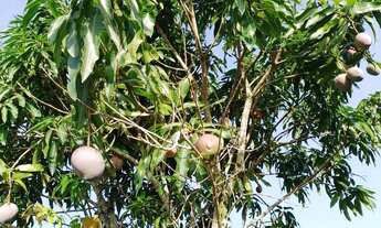 Imagem: 3 tarefas em PAU SECO - HUMILDES