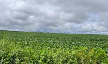 Imagem 3: Fazenda de 570 Hectares plantando em Porto Nacional/TO