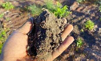 Imagem 2: Fazenda à venda, 345 Alqueires em Pedro Afonso do Tocantins