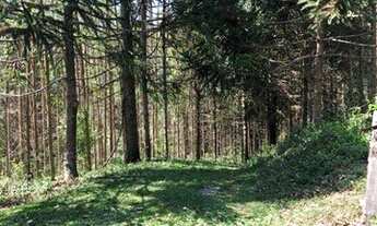 Imagem 6: Sítio com 2 dormitórios à venda, 190000 m² por R$ 950.000,00 - Vila Elvio - Piedade/SP