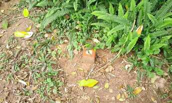 Imagem 3: Terreno à venda, 581 m² por R$ 80.000,00 - Hortolândia - Mairiporã/SP