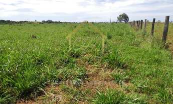 Imagem 3: Vendo ampla fazenda no município de Planalto Da Serra
