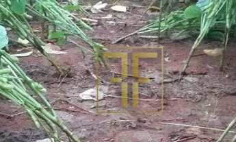 Imagem 6: Fazenda 700 Hectares, Miracema do Tocantins, TO