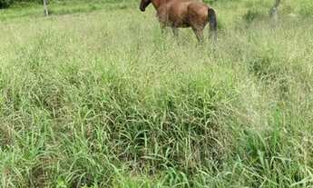 Imagem 7: Vendo Fazendinha em São Gonçalo dos Campos