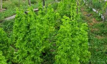 Imagem 7: Sítio no Panaquatira