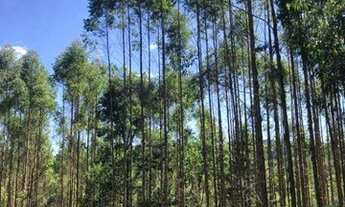 Imagem 4: Sítio com 2 dormitórios à venda, 190000 m² por R$ 950.000,00 - Vila Elvio - Piedade/SP