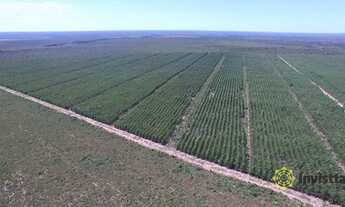 Imagem: Fazenda à venda, 1050 Ha - Zona Rural