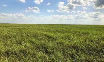 Imagem 3: Fazenda 2.700 Hectares Corumbá MS