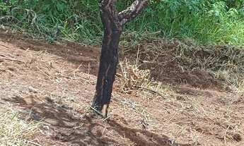 Imagem 2: Vendo um lote no sol nascente