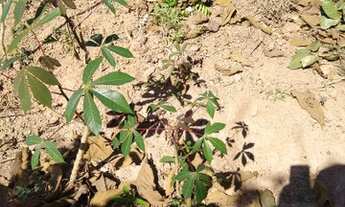 Imagem 2: Lotes em Igarapé