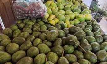 Imagem 4: Sítio produtivo em frutas a 20 minutos de Maricá