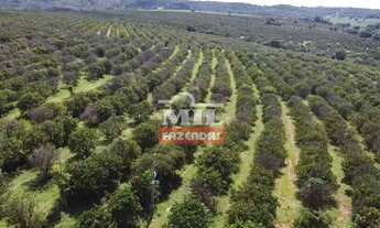 Imagem 6: Fazenda EXTRA em Goiânia 73 alqueires (353,32 Hectares)