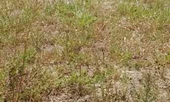 Imagem 3: Lote à venda em rua pública, TABULEIRO DO PINTO, Rio Largo, AL
