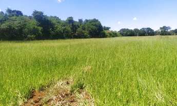 Imagem 2: Chacara em Guapo 15 mil de entrada a 35 km de Goiania 30 km da Eternit terra plana aceito
