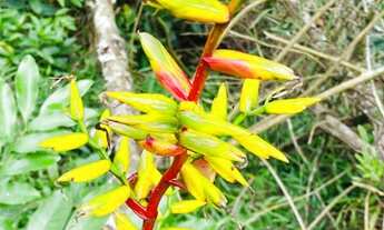 Imagem 6: Belíssimo sítio de 5.3 hectares em Urussanga