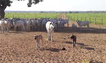 Imagem 4: Fazenda à venda, 4.800 Hectares em Goianorte/TO