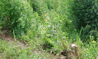 Imagem 4: Quase 100.000 m² de muito verde e ar puro!