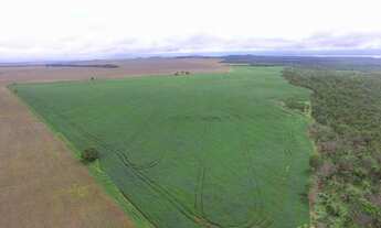 Imagem 5: Fazenda de 570 Hectares plantando em Porto Nacional/TO