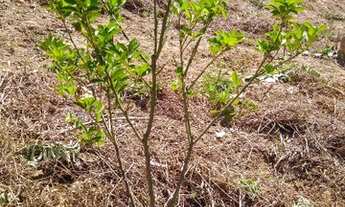 Imagem 4: Lotes em Igarapé