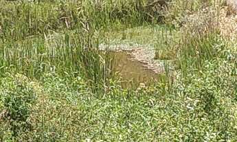 Imagem 3: Belíssima chácara em Toledo Minas Gerais, terreno plano, com excelente topografia