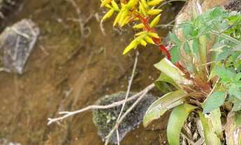 Imagem 5: Belíssimo sítio de 5.3 hectares em Urussanga