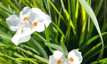 Imagem 2: OPORTUNIDADE NO ESTRELA SUL