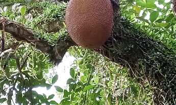 Imagem 5: Sítio em Pedro Régis com 12 hectares e rio perene