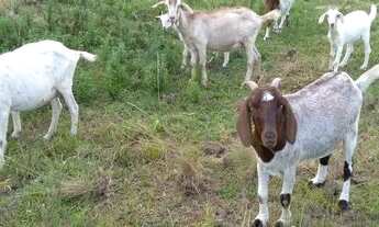 Imagem 7: Fazendinha Chácara com venda por R$185.000