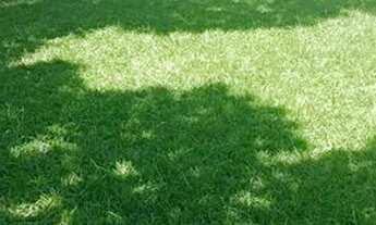 Imagem 4: Sitio c/2.082m² e 2 casas em Mazombinha, Mazomba- Itaguaí