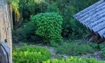 Imagem 3: Pequeno sitio Chácara com venda por R$270.000