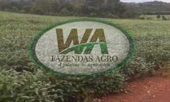 Imagem 4: Fazenda plantando soja há 7 anos no Tocantins