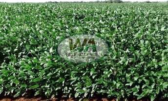 Imagem 5: Fazenda plantando soja há 7 anos no Tocantins