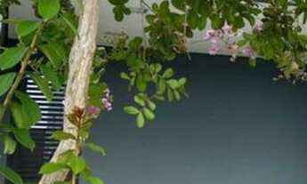 Imagem 4: VENDO CASA EM CONDOMÍNIO VG MT