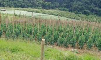 Imagem: FAZENDA PECUÁRIA E ACRICULTURA. EM CAMBUCI