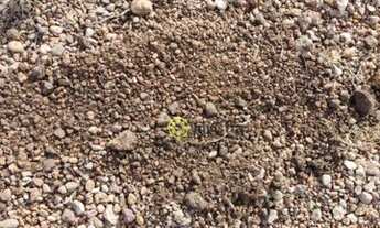 Imagem: Fazenda à venda, 660 Hectares em Cristalândia