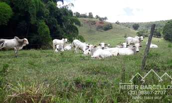 Imagem 5: Pescador - Fazenda - Zona Rural Pescador