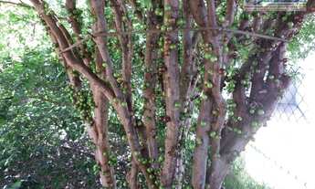 Imagem 6: Chácara residencial para locação, João Aranha, Paulínia