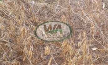 Imagem 3: Fazenda plantando soja há 7 anos no Tocantins