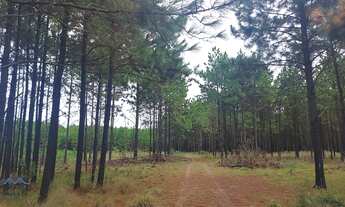 Imagem 6: Passo de Torres - Terreno Padrão - Sumaré II