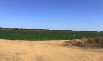 Imagem 6: Projeto Irrigado, 560 Hectares em Lagoa da Confusão/TO