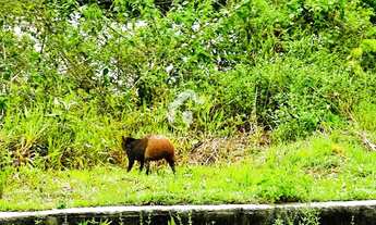 Imagem 4: Vendo ou Troco, Lote Bosque das Palmas, Ponta Negra 345m2